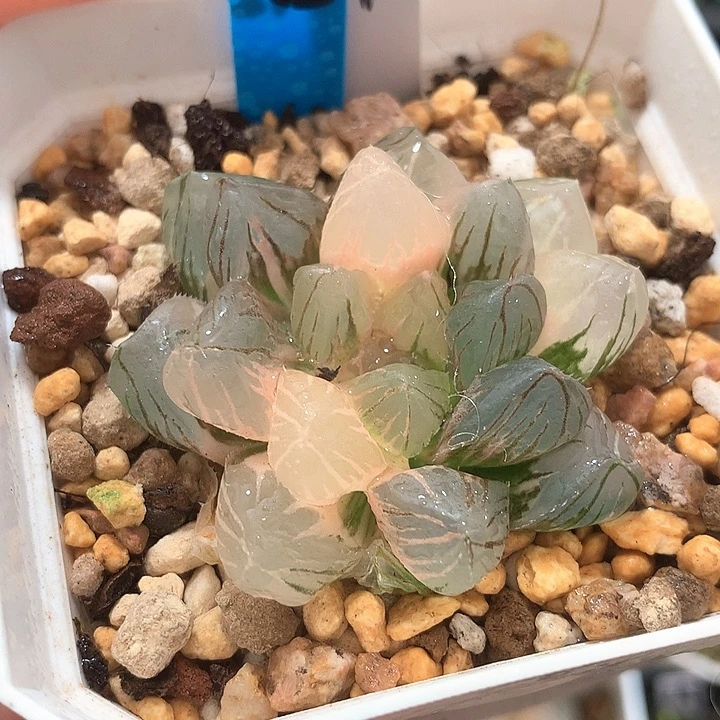 1号玉露锦一物一拍