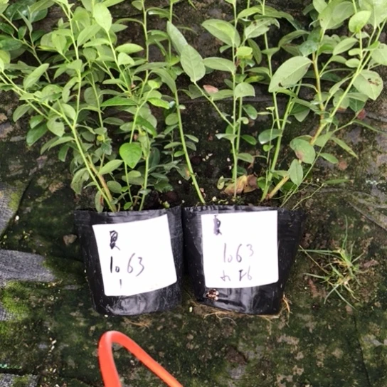 蓝莓苗f6一物一拍