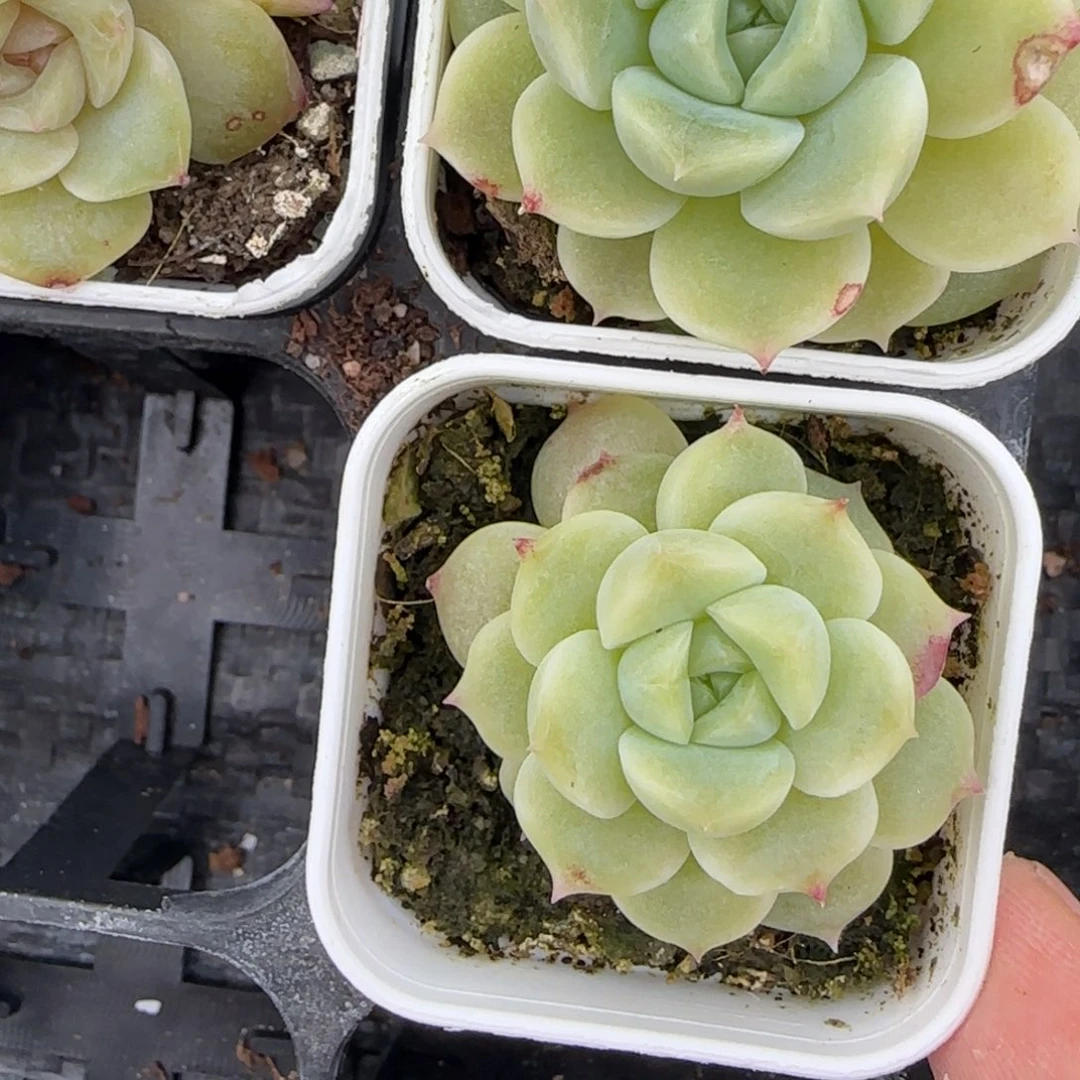 糯冰大的盆7床一个满25包邮