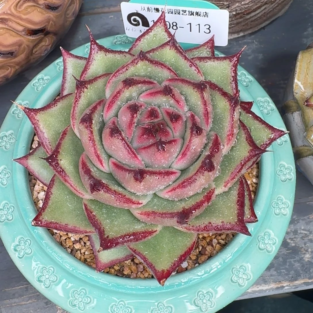 从前慢多肉精选编号1108.113