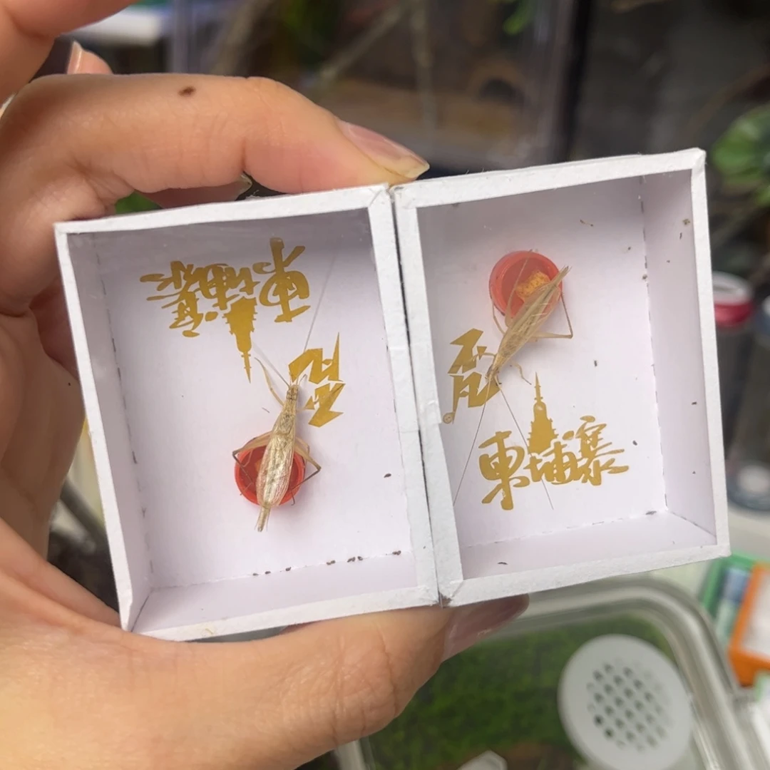 激***进2竹蛉中长须随单拍拍拍拍