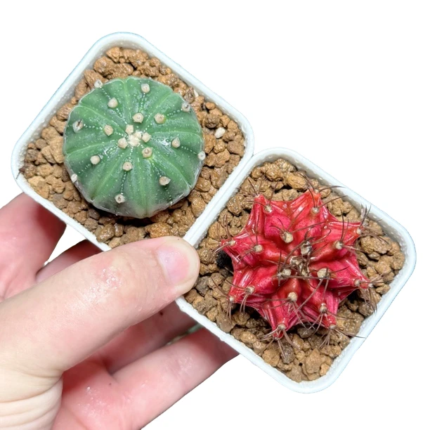 【星兜➕肋骨】十二卷新手好养多肉植物根系带土原盆栽培种植拍下发
