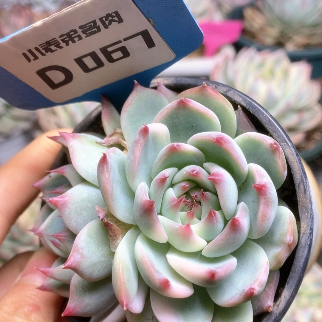 D067锦锦锦锦锦锦锦