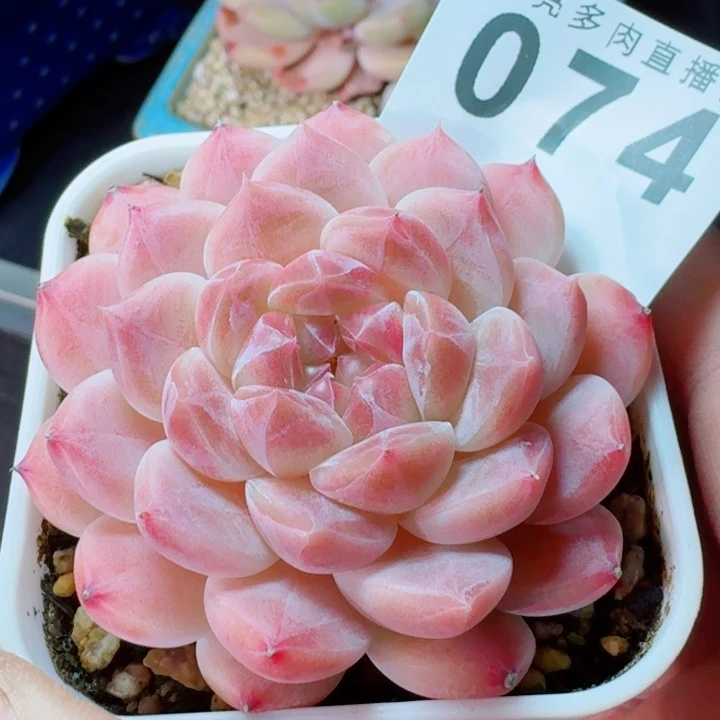 彩虹冰魄         精控精养多肉植物