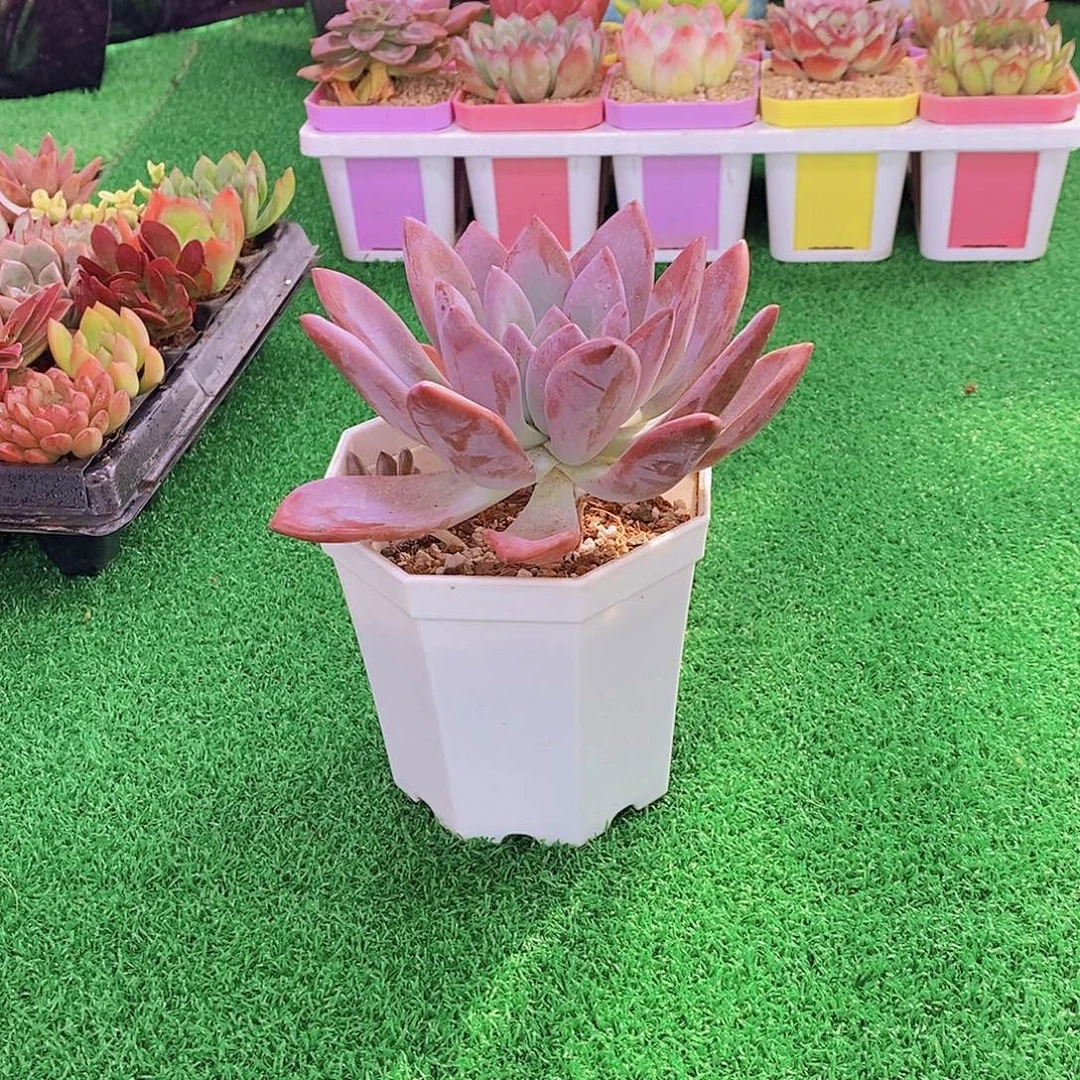无花朵多肉植物 奥普琳娜120