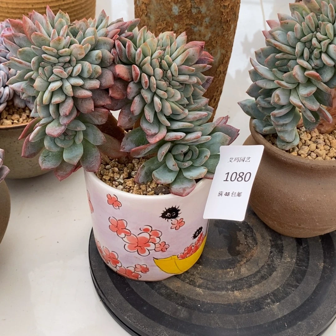 星****全明星缀化多肉多肉080