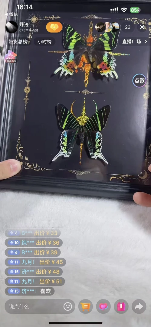 日月同辉蝴蝶标本黑底精美标本