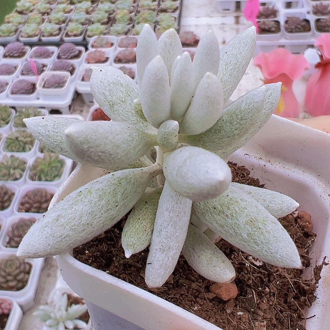 银月19包邮多肉植物