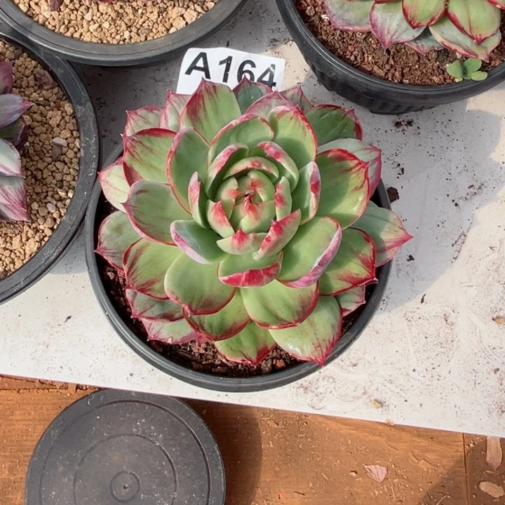 一***世惊鸿仙子多肉植物A164