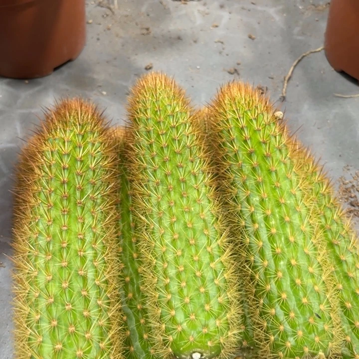 人鱼金妞侧芽一条保15