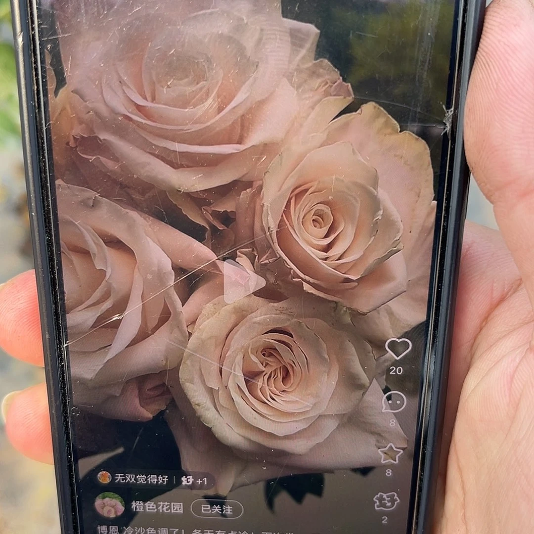 无花朵———-伯恩 福利款