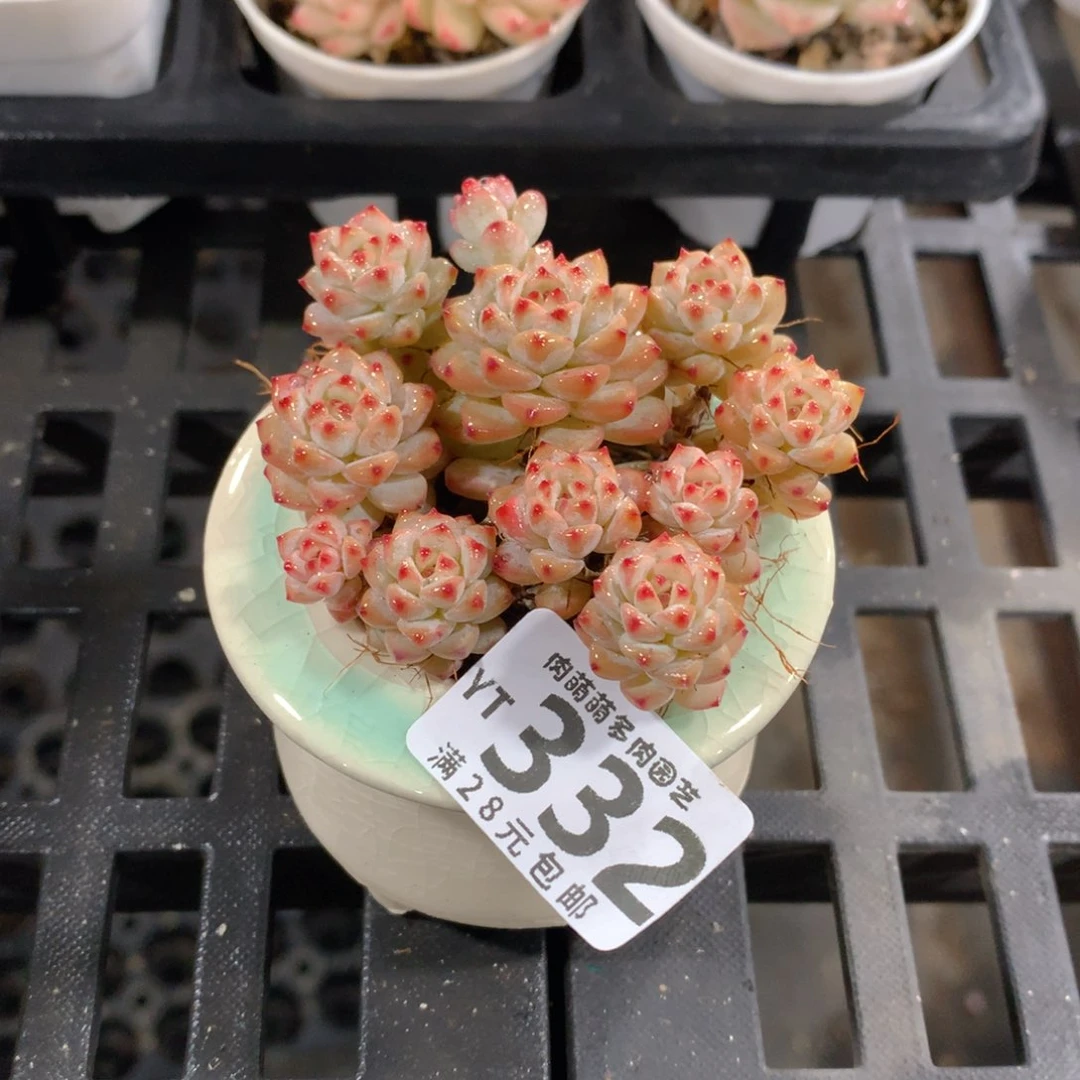 肉萌萌拇指盆精控多肉YT332