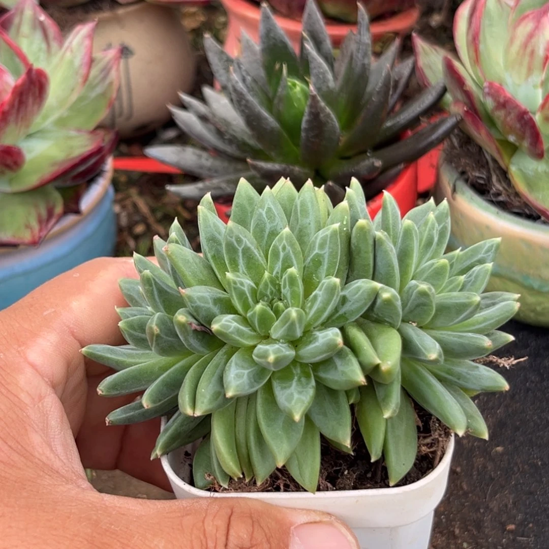 青花瓷多肉植物等产品