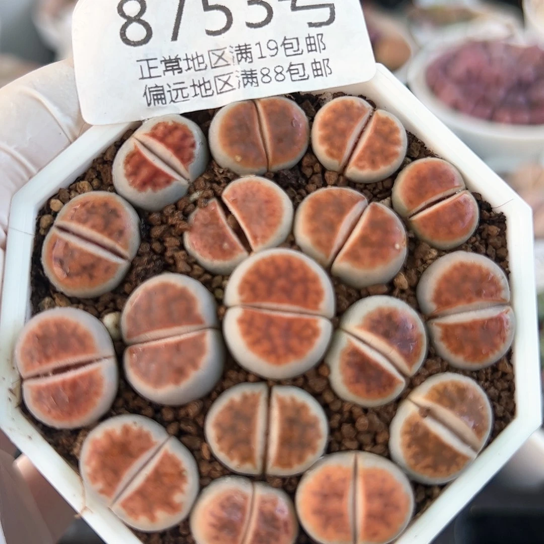 好养易活生石花大母本8753