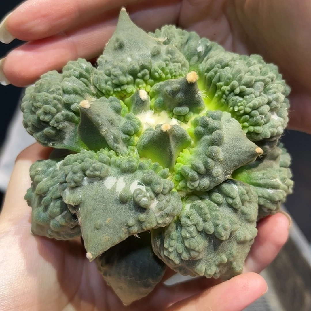 2号11cm大尤满村主怒涛牡丹萝卜根