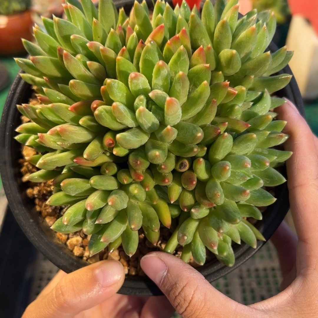 表妹精品多肉植物1166.