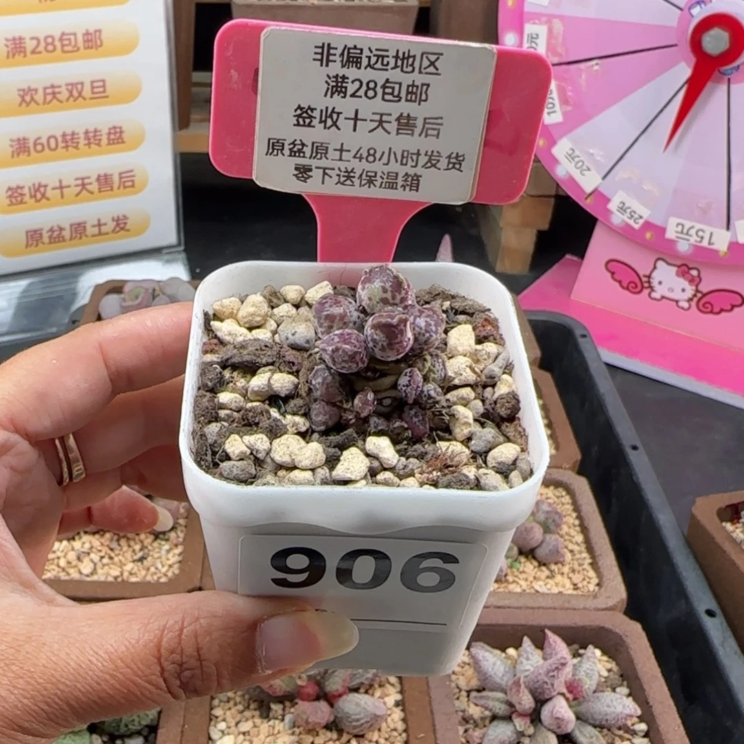 906达摩海豹多肉植物