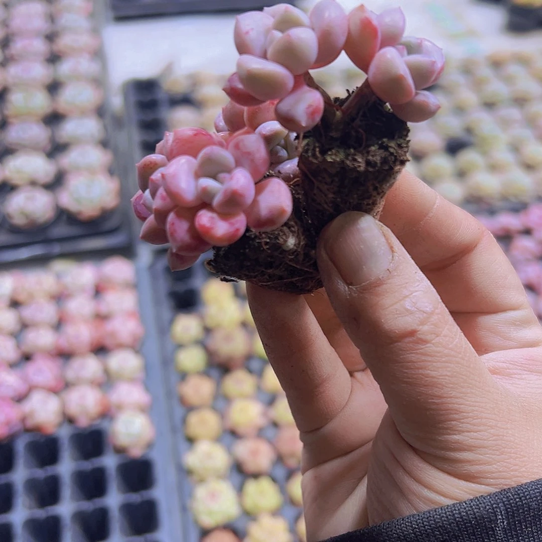 花瓣露双头苗3个19包邮