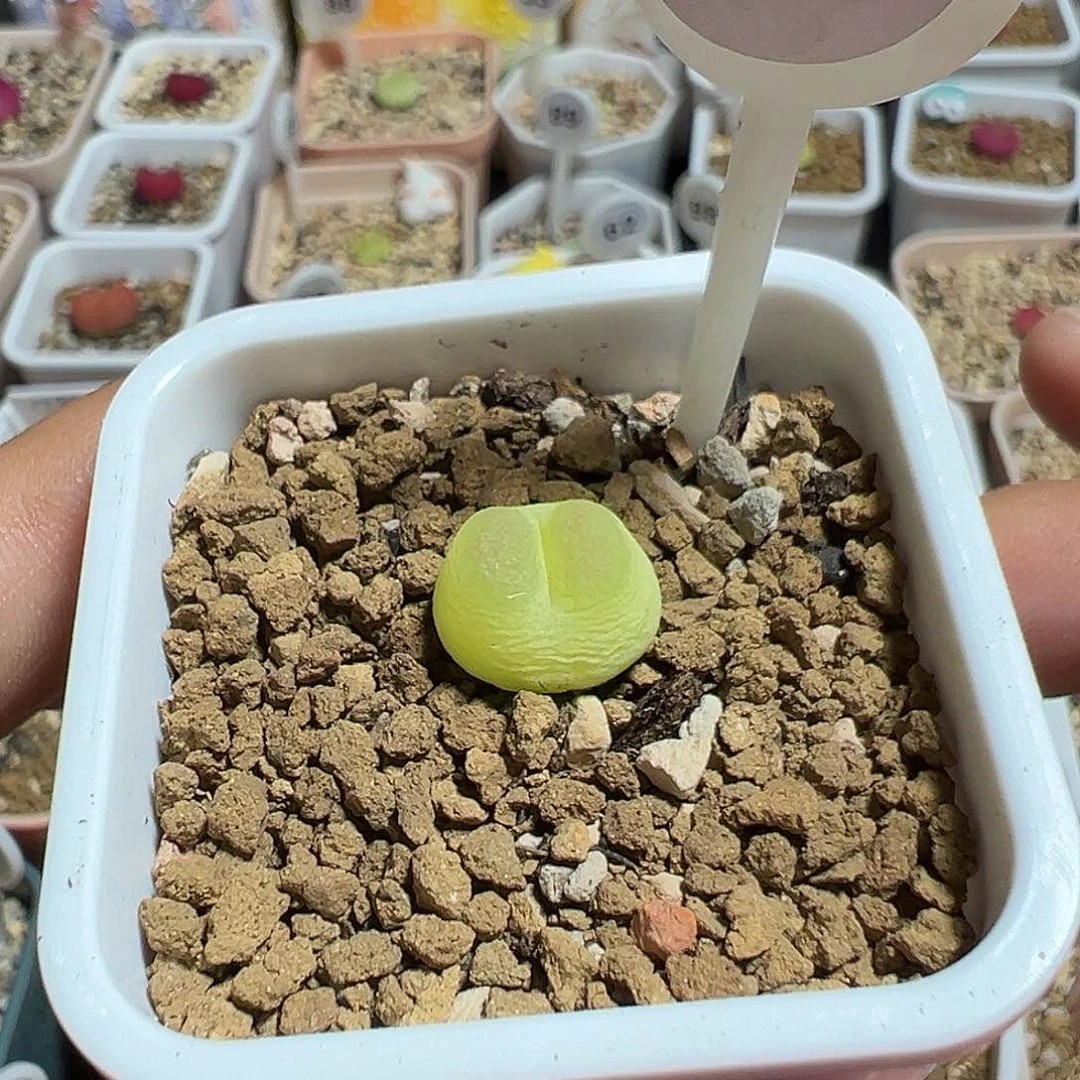 75号拉登尺寸1.2