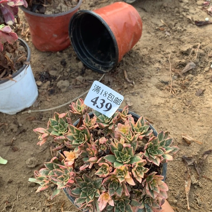 439甜茶小朵朵2号棚