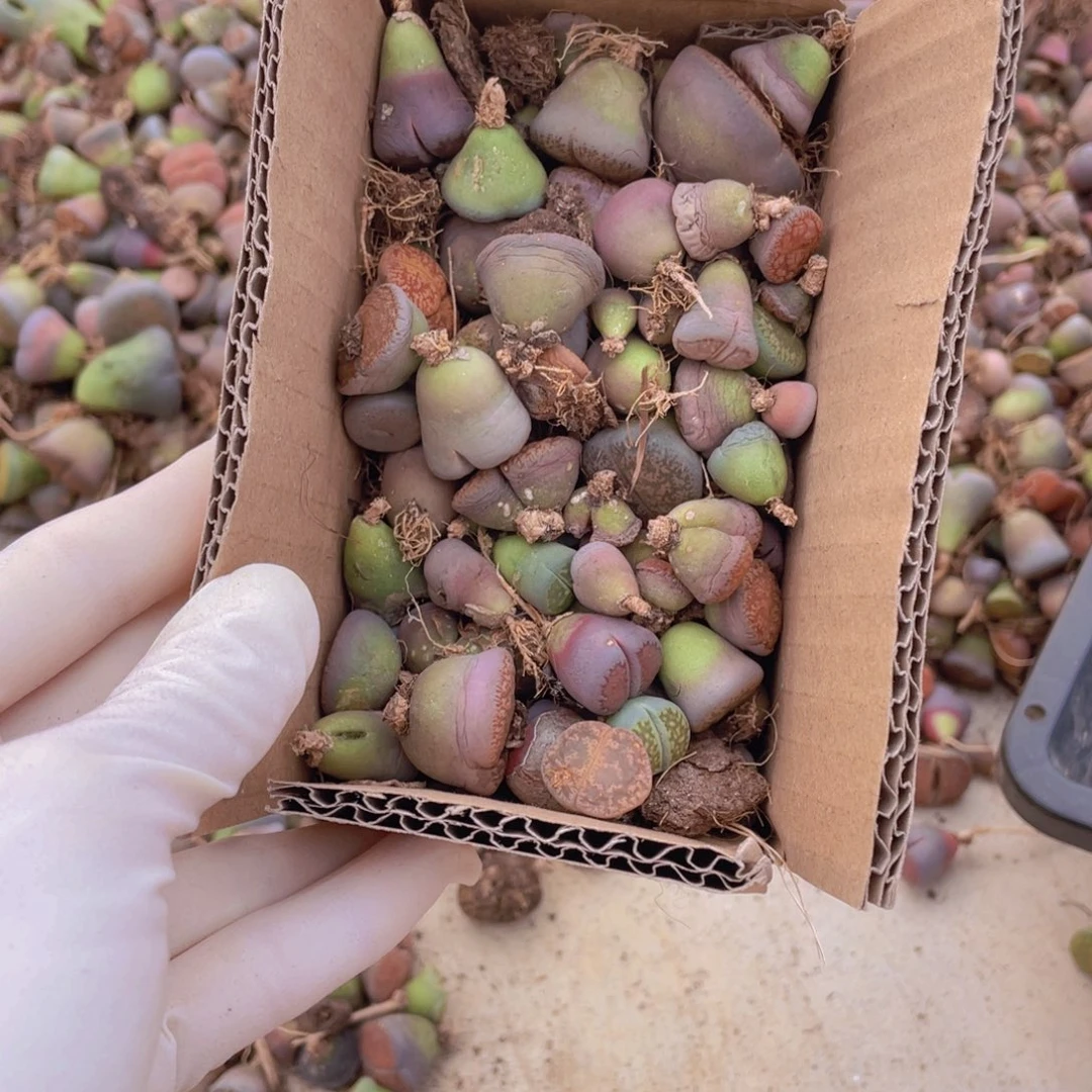 一箱脱土单头888888888888