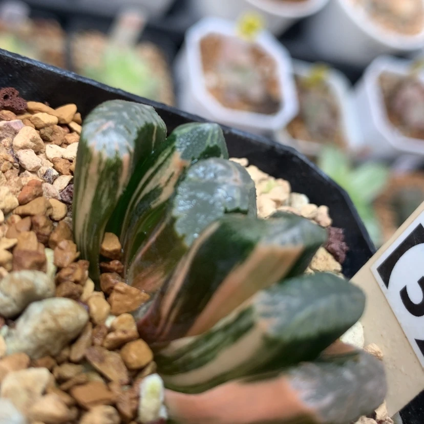 【闪购商品】713玉扇