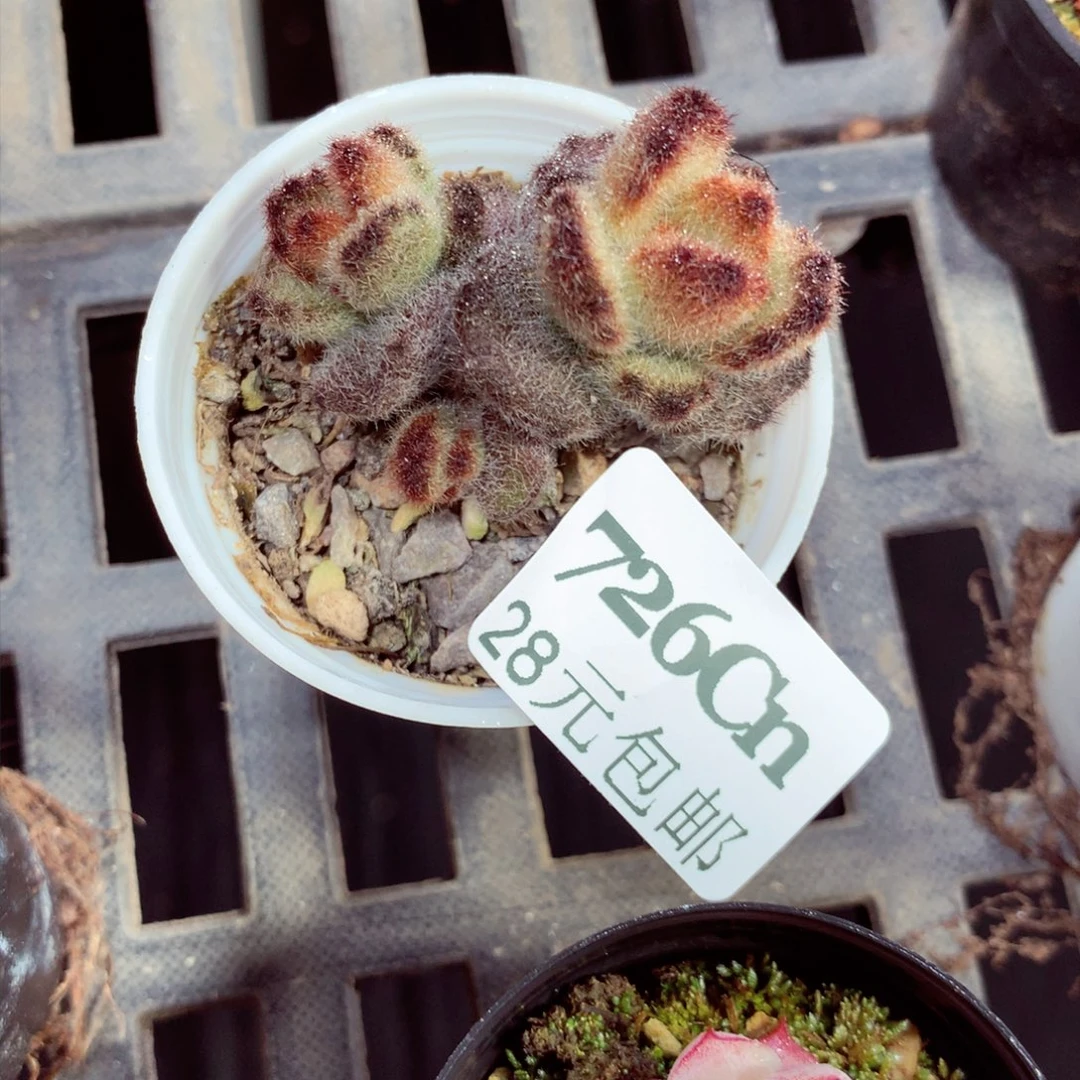 5厘米盆精控多肉726