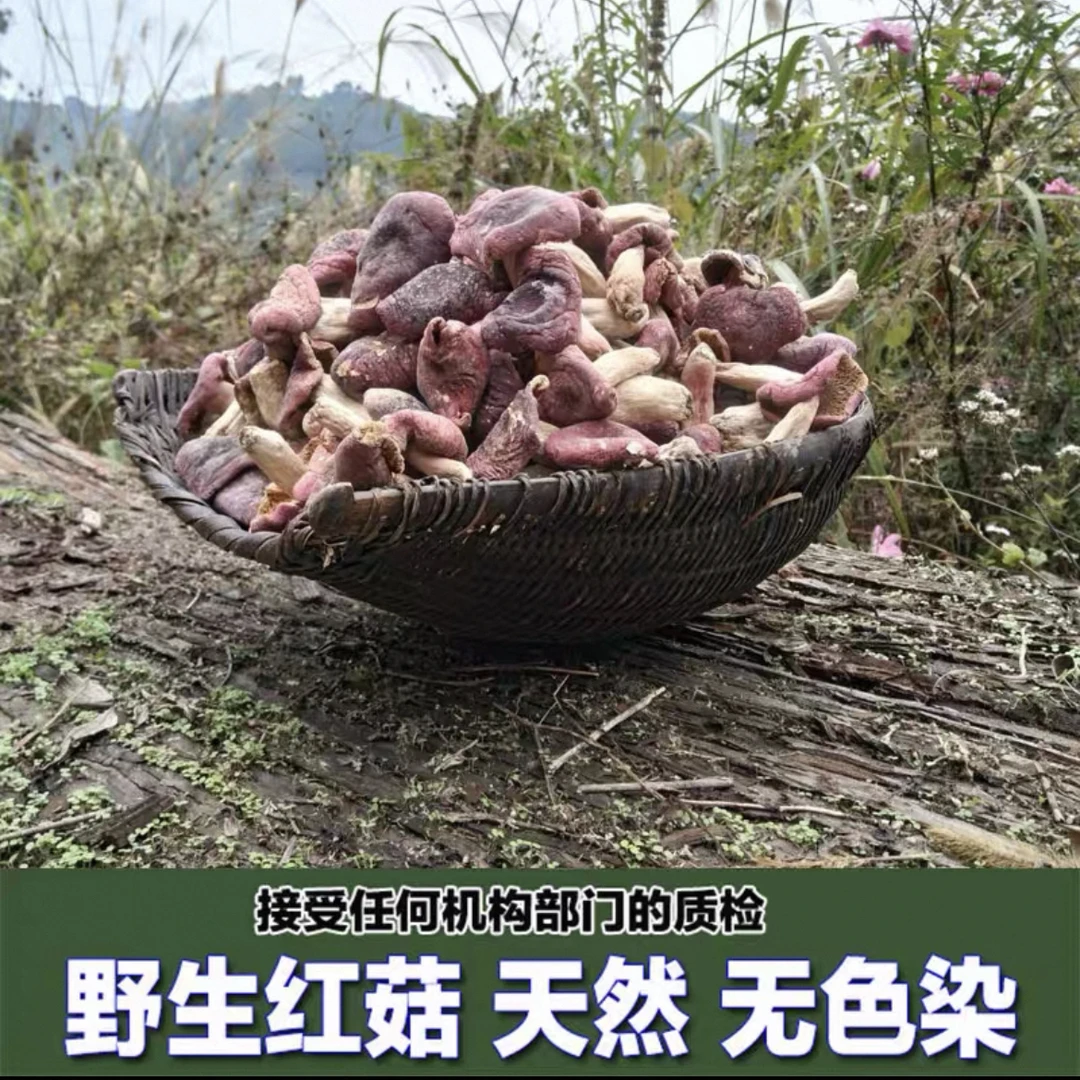 福建三明大瑶山红菇干货深山特产香菇红蘑菇椎菌正宗特级煲汤精选