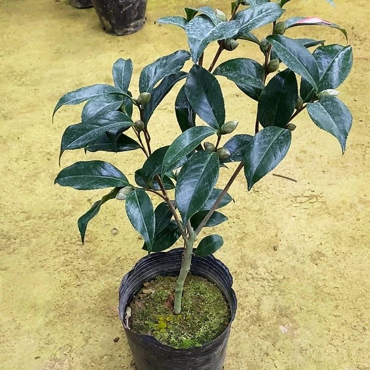 黑龙。
