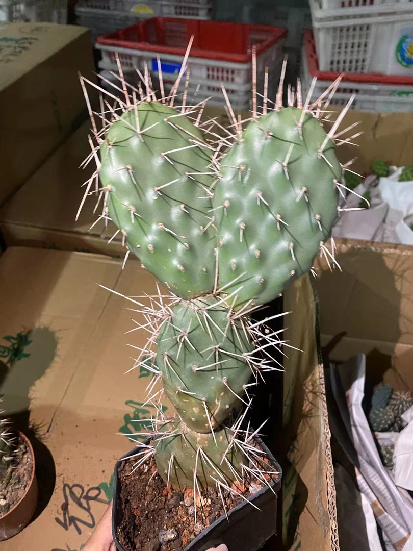 红刺硫磺团扇 仙人球植物漳州基地直发货 新手好养 室内外