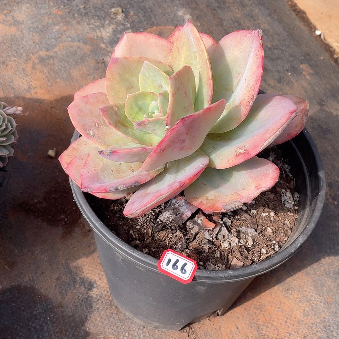 166凤 一物一拍多肉