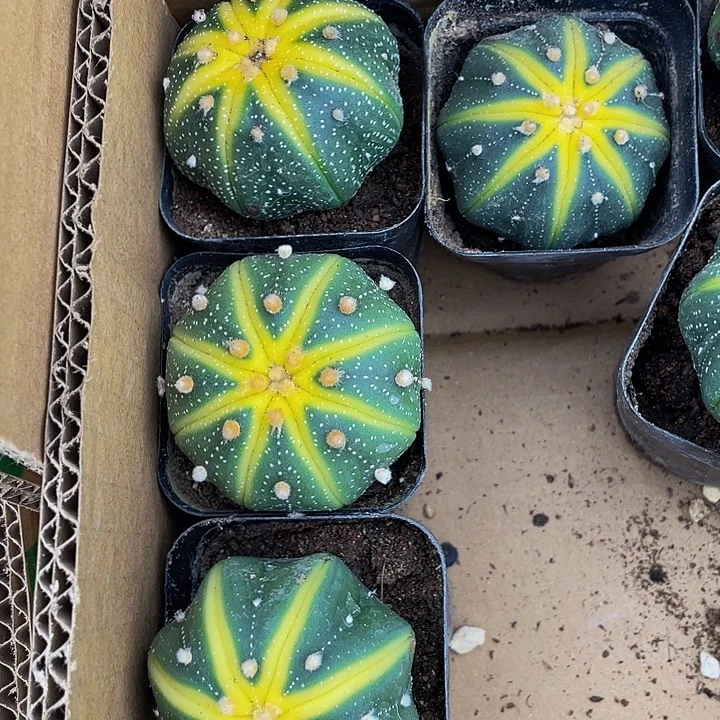 星兜锦带盆土发货