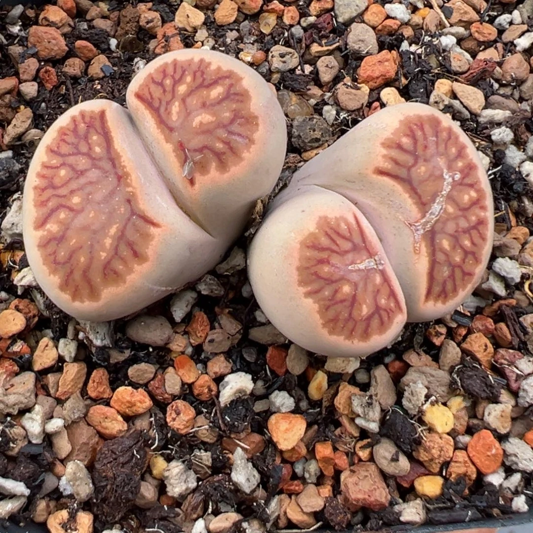 9.24好看的多肉脱土发货376