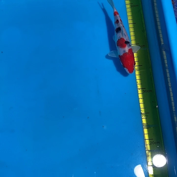 锦鲤纯种血统锦鲤鱼