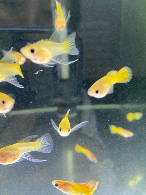 黄金玻璃猫cc两对（录完整开箱视频，无视频无)