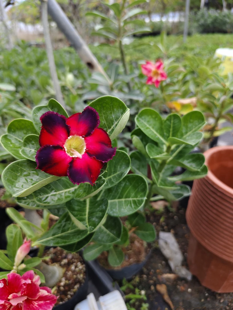 重瓣沙漠玫瑰花苗盆栽室内阳台绿植四季开花植物老桩盆景