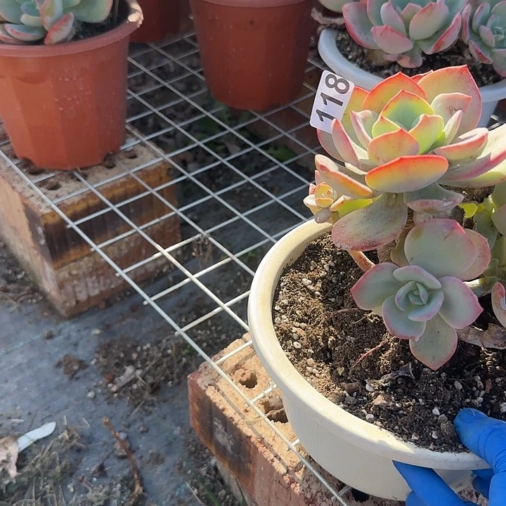 ?****g118白凤脱土发货不退不换