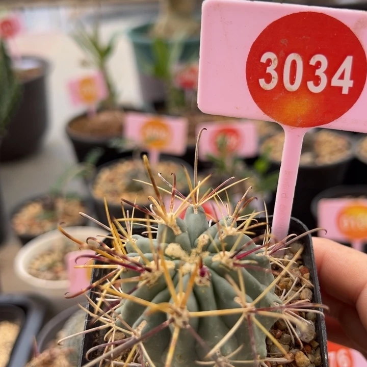 实生黑罗萨一棵3034