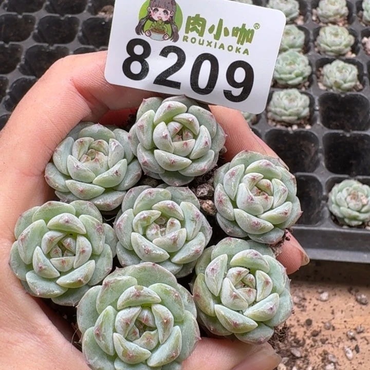 当前无花朵，栽培后可花朵多肉植物多肉植物