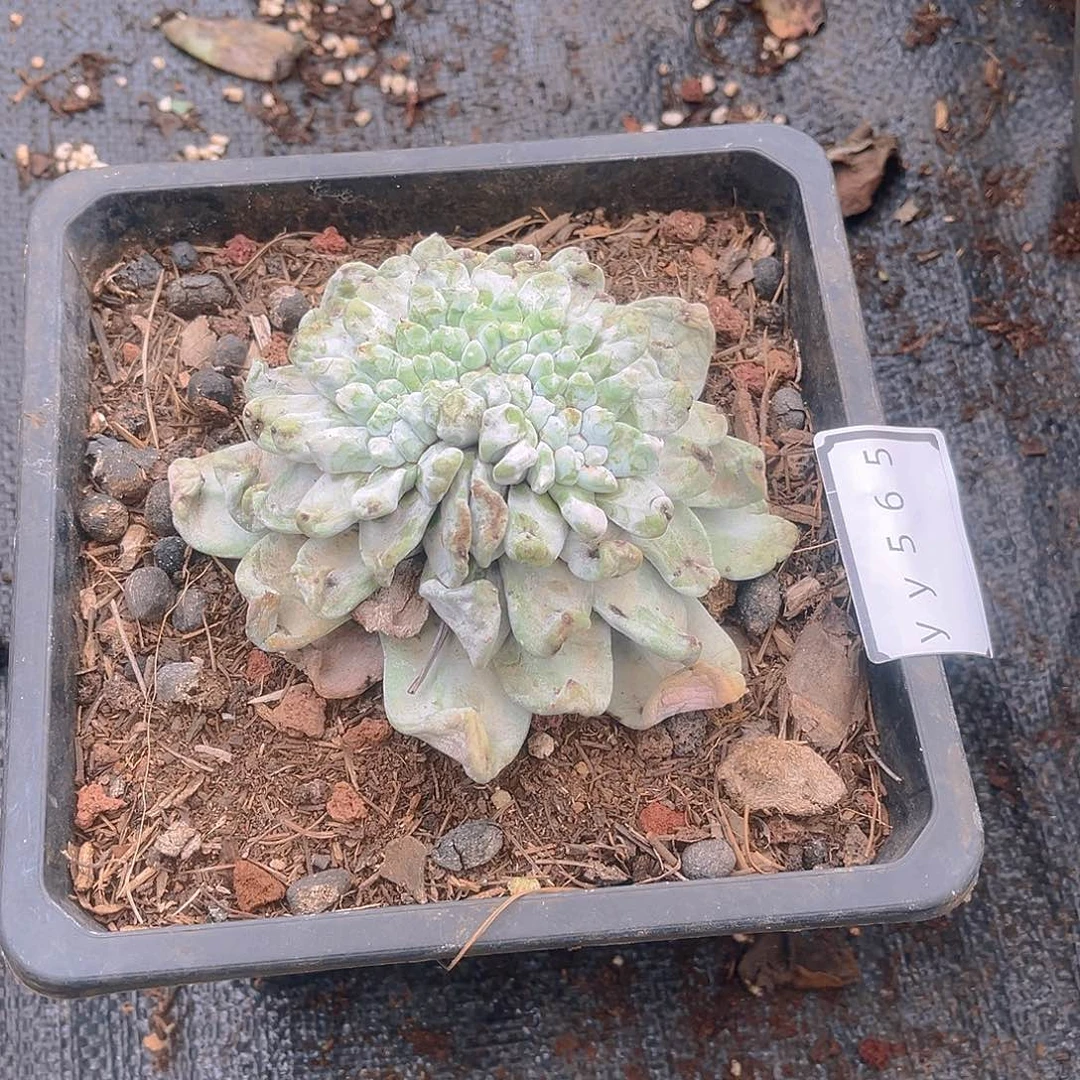 拇指缀老桩yy565
