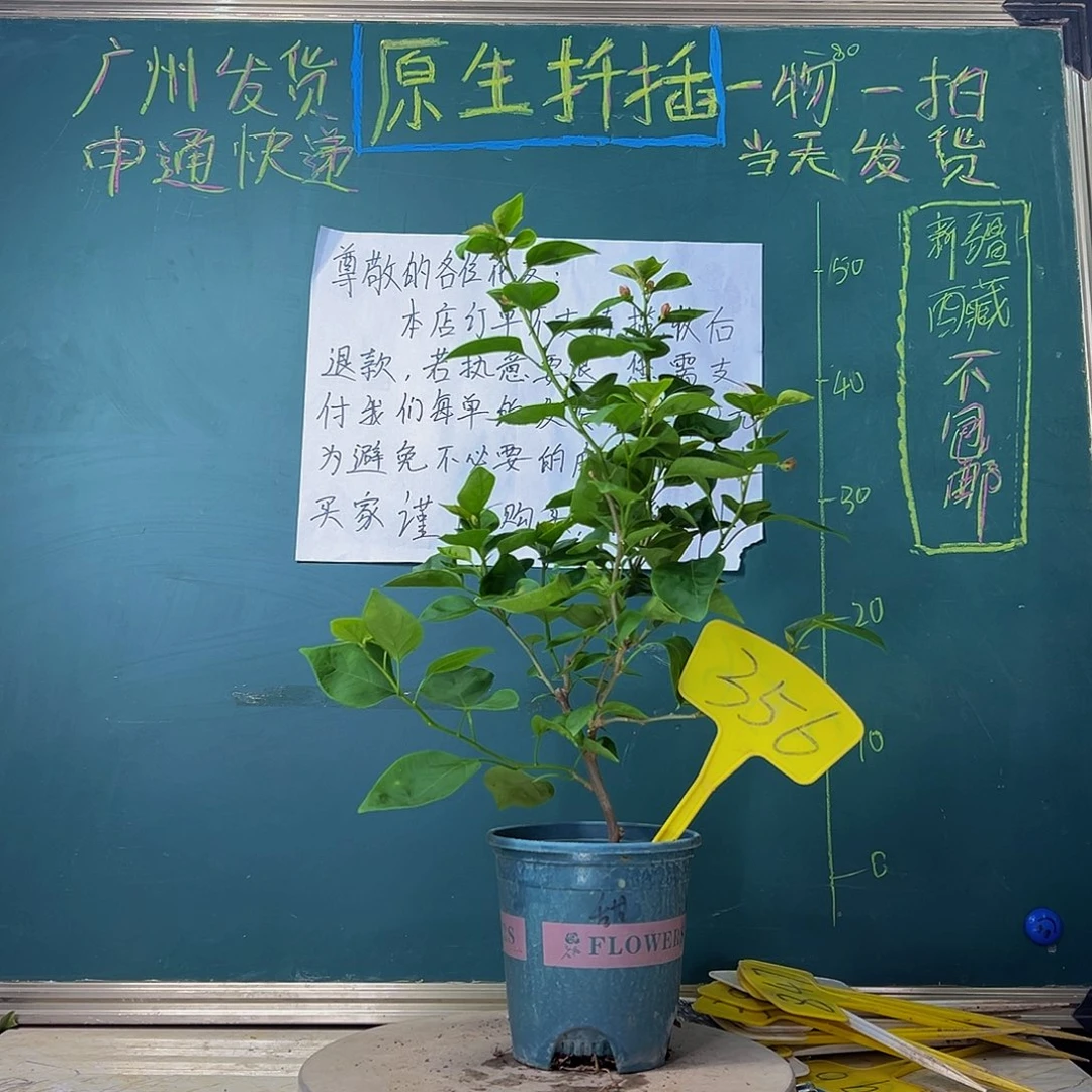 当前无花栽培后可以开花甜西瓜356