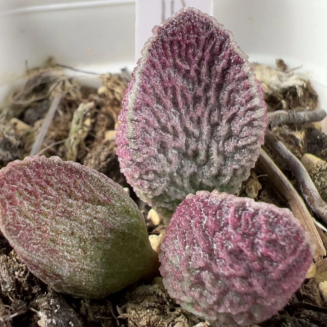 w哈莫猪肝多肉植物水泡
