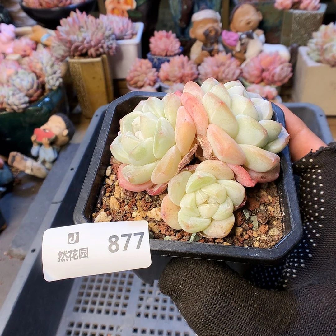 877冰玉多肉植物6666