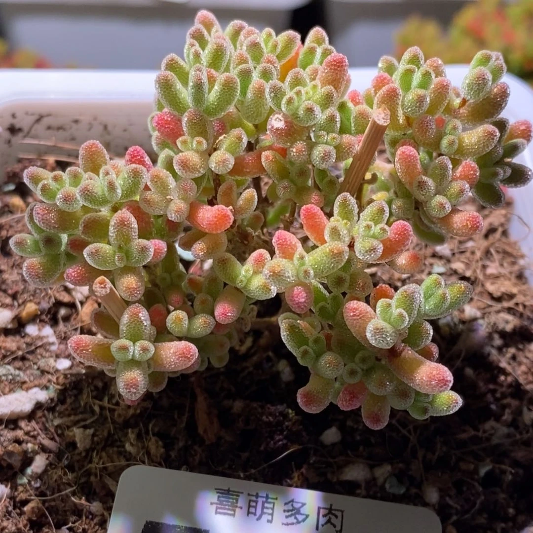 冰晶枝干番杏518
