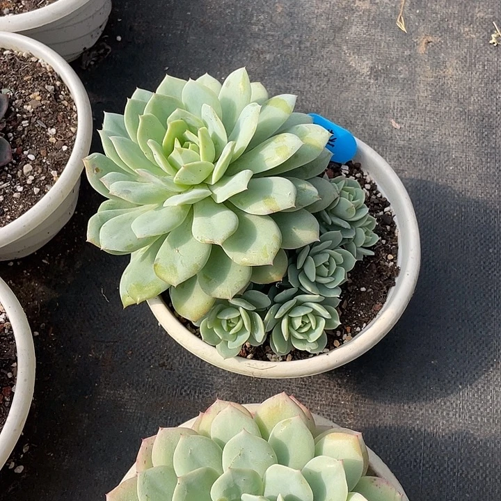 雨燕，恋曲，周老太多肉