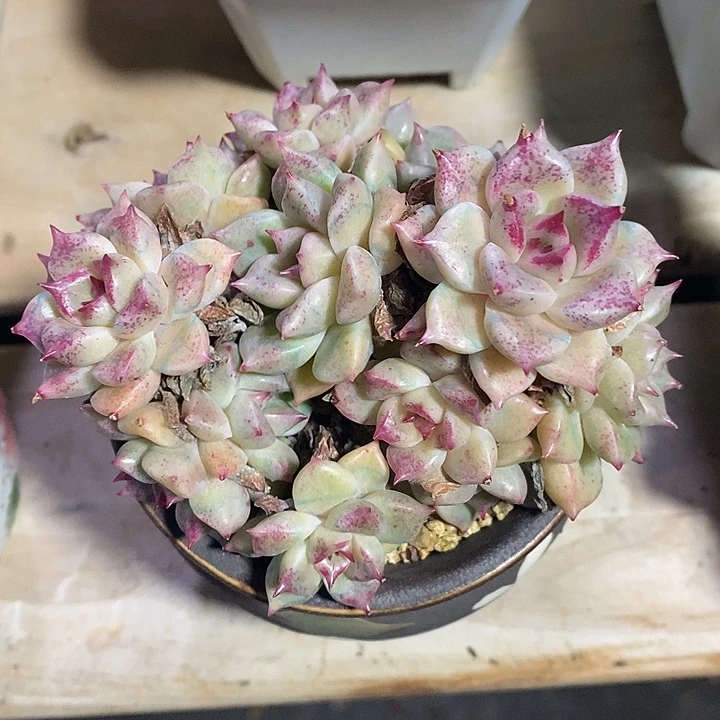 胭脂精品多肉璀璨010