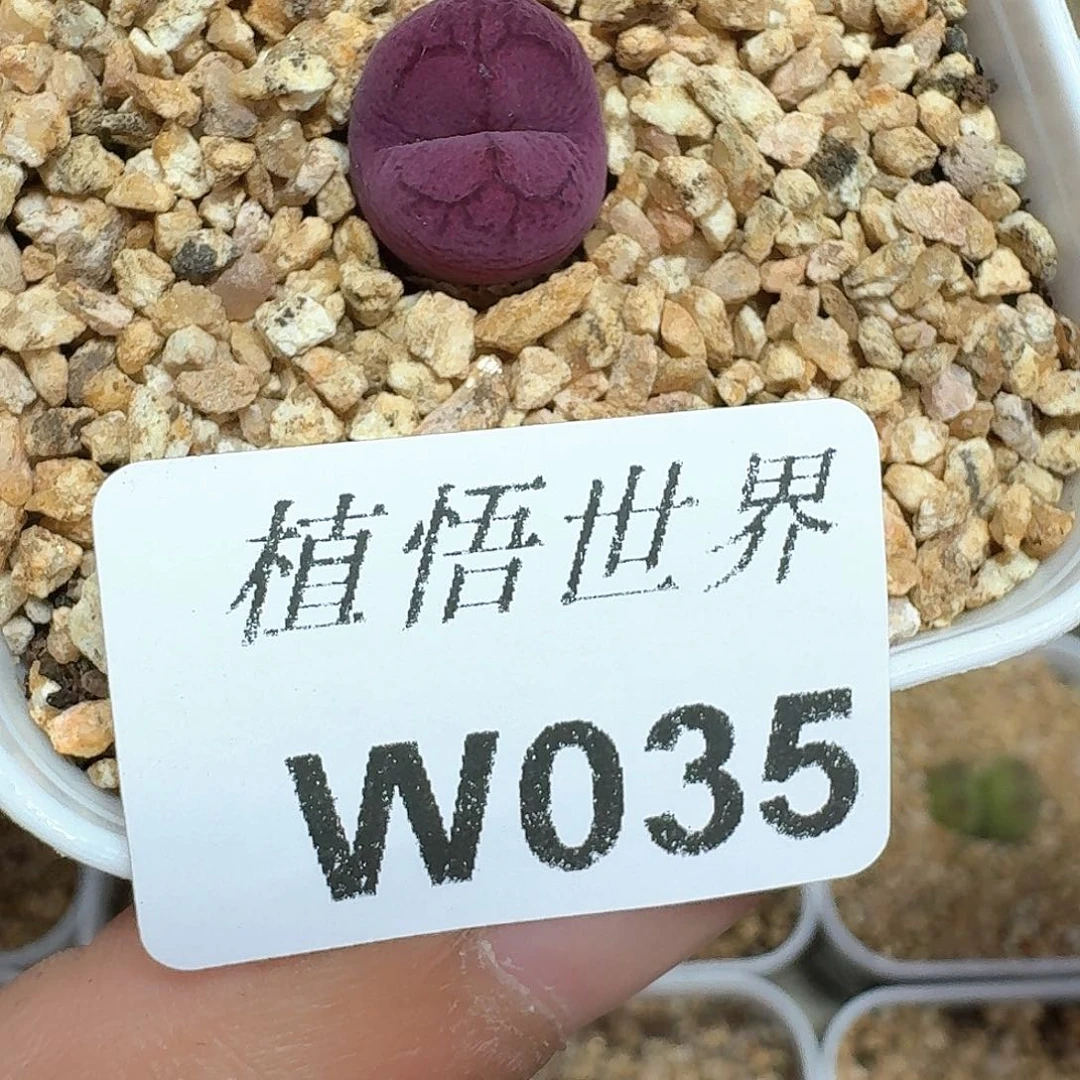 多肉植物的润泽额f f