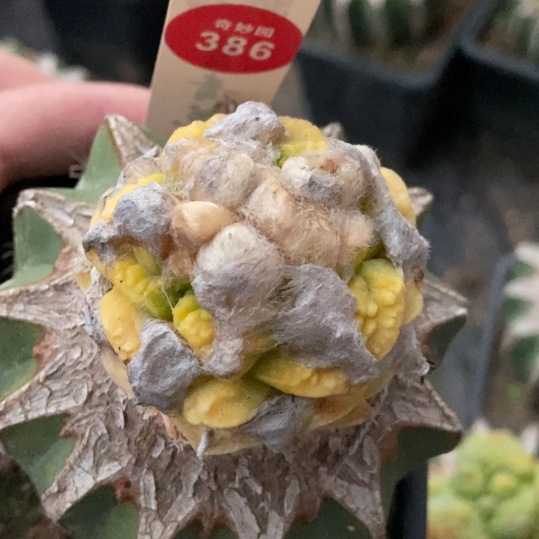 嫁接牡丹锦4.5cm一棵仙人球