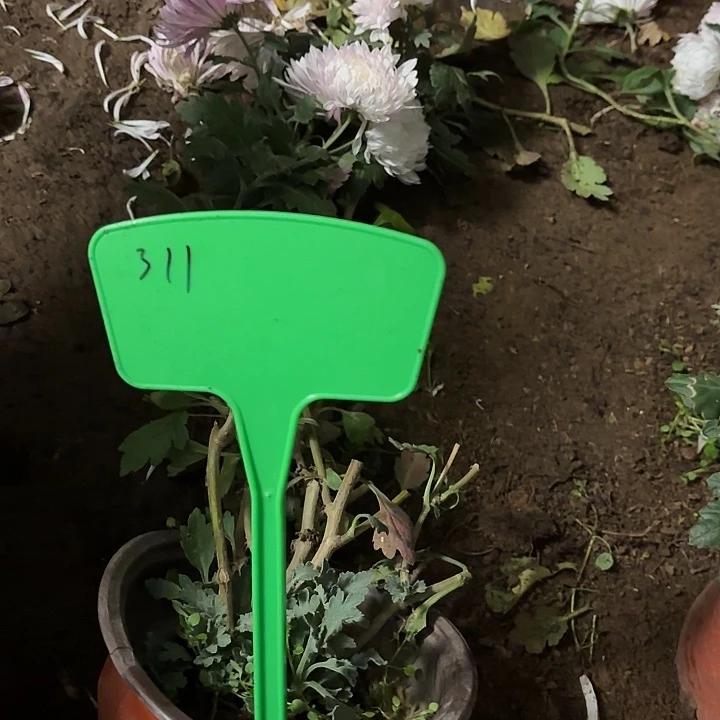 当前无花栽培后可以开花311