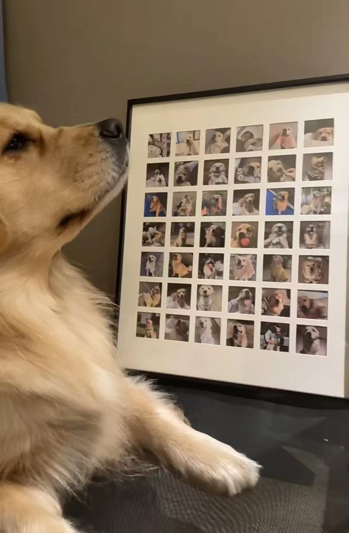 宗允家萌宠相册专属链接